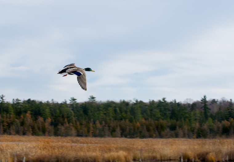 Duck